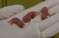 Сепсис новорожденных впервые удалось смоделировать на мышах
