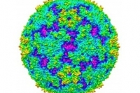 Летальный случай «болезни рука, нога, рот» зафиксирован в Таиланде Летальный случай «болезни рука, нога, рот» зафиксирован в Таиланде