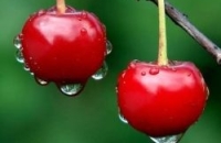 Медики: избавиться от бессонницы поможет вишня