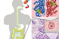 Сотворен первый в мире способ, доказывающий, работает ли лекарство на клеточном уровне