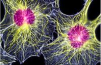 Клетки соединительной ткани превратили в нейроны