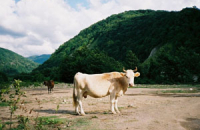 Коровы способны давать женское молоко