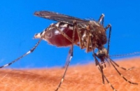 Привлекательность человека для комаров связали с микрофлорой кожи