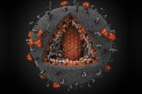 Генетически измененные стволовые клетки могут вылечить ВИЧ Генетически измененные стволовые клетки могут вылечить ВИЧ