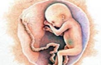 Эмбрионы: правда и мифы