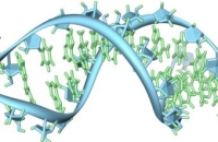 Из ДНК созданы наночастицы для лечения рака