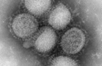 Японские ученые разработали микроскопическую капсулу для вакцинации
