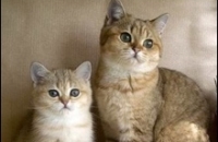 Французские учёные: Кошки вызывают рак, нимфоманию и шизофрению
