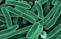 Предпосылкой отравления 67 детей в школьной столовой Евпатории стала синегнойная бактерия