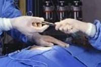 Организаторы клинических испытаний потеряли зараженного малярией участника Организаторы клинических испытаний потеряли зараженного малярией участника