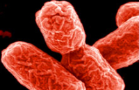 Австралия на пороге эпидемии, вызванной E.coli