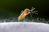 «Железная стратегия» позволяет защитить организм от тяжелой малярии
