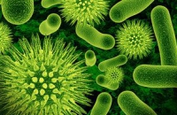 Ученые обнаружили, что приступы астмы могут вызывать бактериальные инфекции