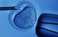 Немецкие депутаты разрешили предимплантационную диагностику эмбрионов