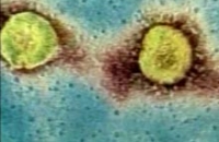 Новый коронавирус в разы опаснее, чем атипичная пневмония, убеждены специалисты