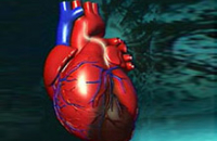 Медицина в шаге от уникального средства, защищающего от инфаркта