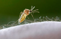 Фармакологи заставили бактерии производить средство от малярии