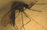 Энтомологи нашли ранее неизвестный тип малярийных москитов