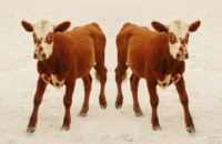 Британские эксперты признали безопасность мяса клонированных животных