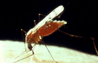 В Великобритании возросло число случаев заражения малярией