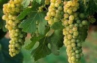 Экстракт виноградового семени и кожицы поможет против болезни почек, вызванной неправильным питанием