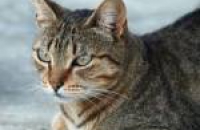 Праздничек у аллергиков, любящих Мурок и Барсиков: создана вакцина, защищающая от аллергии на кошачью шерсть