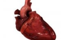 Ученые обнаружили генетический «выключатель» болезней сердца
