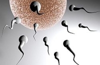 Качество мужской спермы ухудшилось из-за экологии