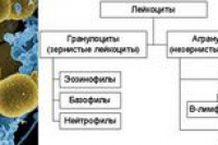 Иммунитет плода и взрослого развивается из разных стволовых клеток