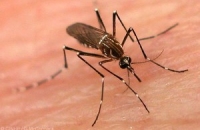 Эксперты провели тройную оценку инфекционной лихорадки денге в мире