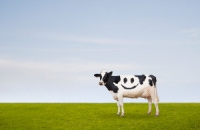 Генетически модифицированные коровы избавят детей от аллергии