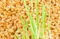 Пророщенные зерна помогут осенью сохранить здоровье