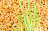 Пророщенные зерна помогут осенью сохранить здоровье