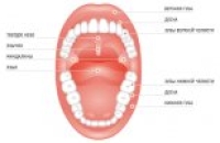 Функции полости рта