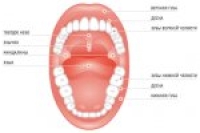 Функции полости рта