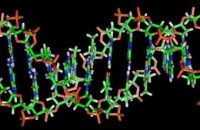 Генетики научились считать молекулы ДНК и РНК