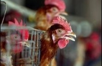 Птичий грипп возвращается в Китай?