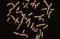 Генетики выяснили истинное назначение «мусорной ДНК»