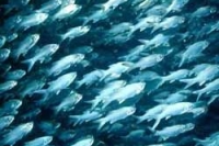 Консервированная сайра поможет справиться с сердечными болезнями