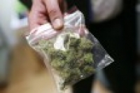 Мыши доказали пользу марихуаны при лечении кокаиновой зависимости Мыши доказали пользу марихуаны при лечении кокаиновой зависимости