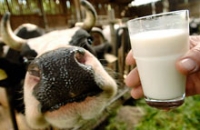 Молозиво коров признано бесполезным против склероза и паркинсонизма
