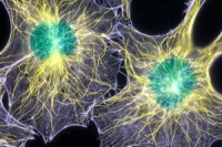 Ученые раскрыли ядерную жизнь актина