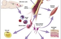 Стволовые клетки против последствий лучевой терапии мозга