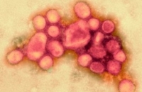 Эпидемия свиного гриппа унесла жизни 300 тысяч человек в течение года