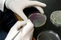 Ученым удалось узнать секрет супербактерий
