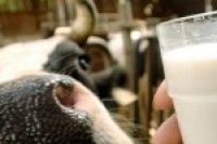 Альтернатива коровьему молоку при непереносимости лактозы
