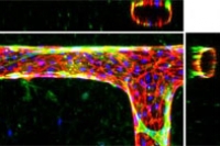 Спроектированные микрососуды позволяют проводить трехмерные тесты человеческих заболеваний