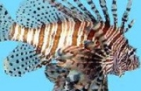 Исследования на рыбе-зебре могут помочь в лечении злокачественных меланом