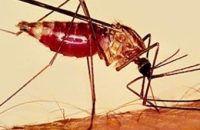 Конголезец привез малярию в Челябинск