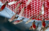 Инсектицидные сетки снижают сопротивляемость к малярии